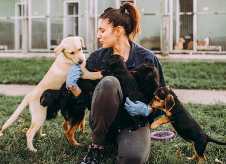 From Stray to Loved: The Transformative Impact of Animal Shelters