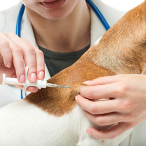 The Unexpected benefits of Microchip for Your Pet