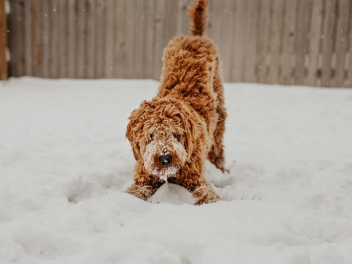 Keeping Your Pets Active During Cold Weather: A Guide to Winter Exercise