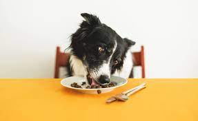 Helpful Feeding Tips for Cats and Dogs: Ensuring Optimal Nutrition and Health