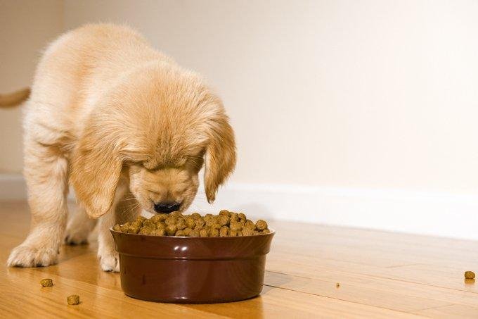 Dog Feeding tips : What to Feed and What to Avoid