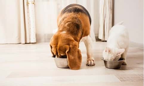 Springtime Nutrition: Adjusting Your Pet’s Diet for the Season