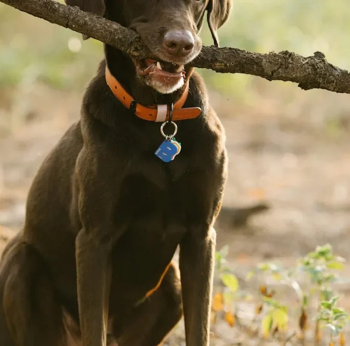 Training Small Dogs with Positive Affirmations