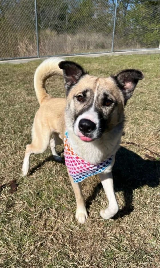 Animal Shelter Dog