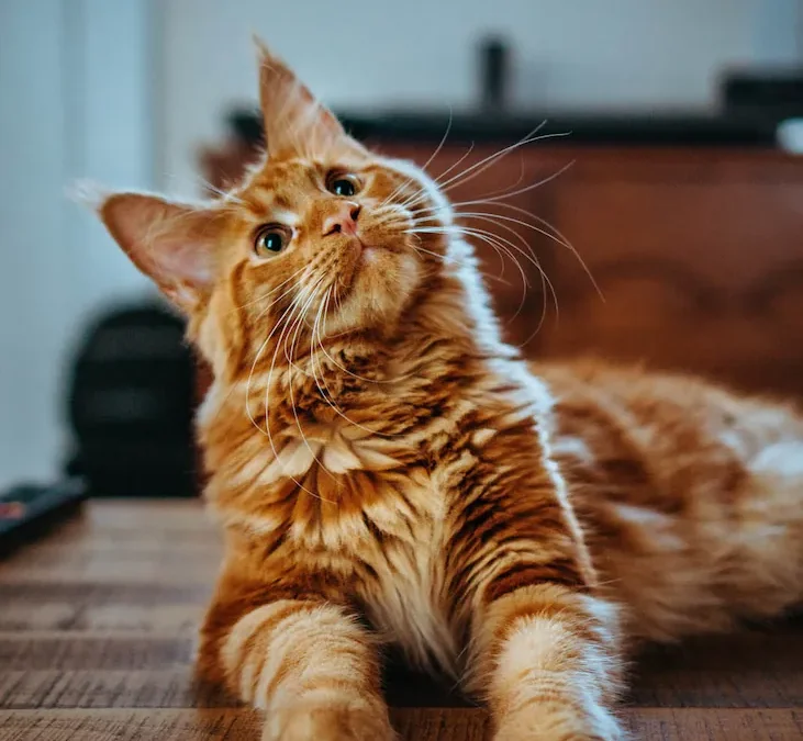 Support Noah’s Ark Animal Shelter Donations