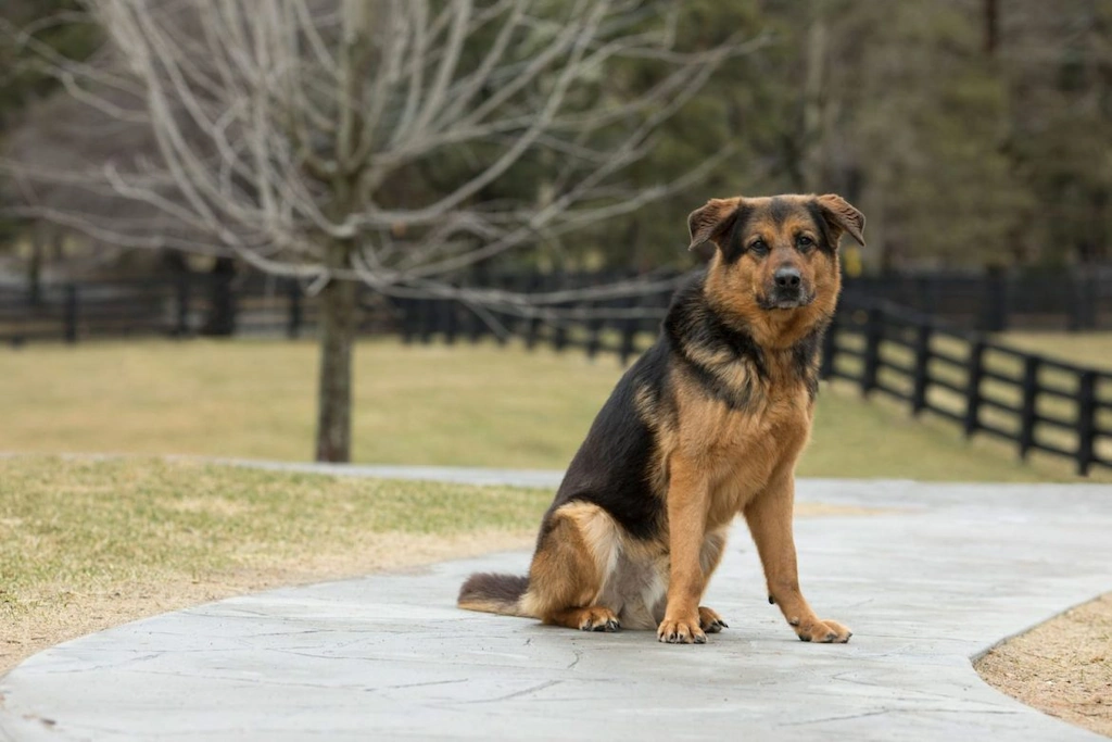 Senior-dog-waiting-for-home-7-years-100322-01-2000-7eae2dcfe16140728490004a8205db32-1170x780