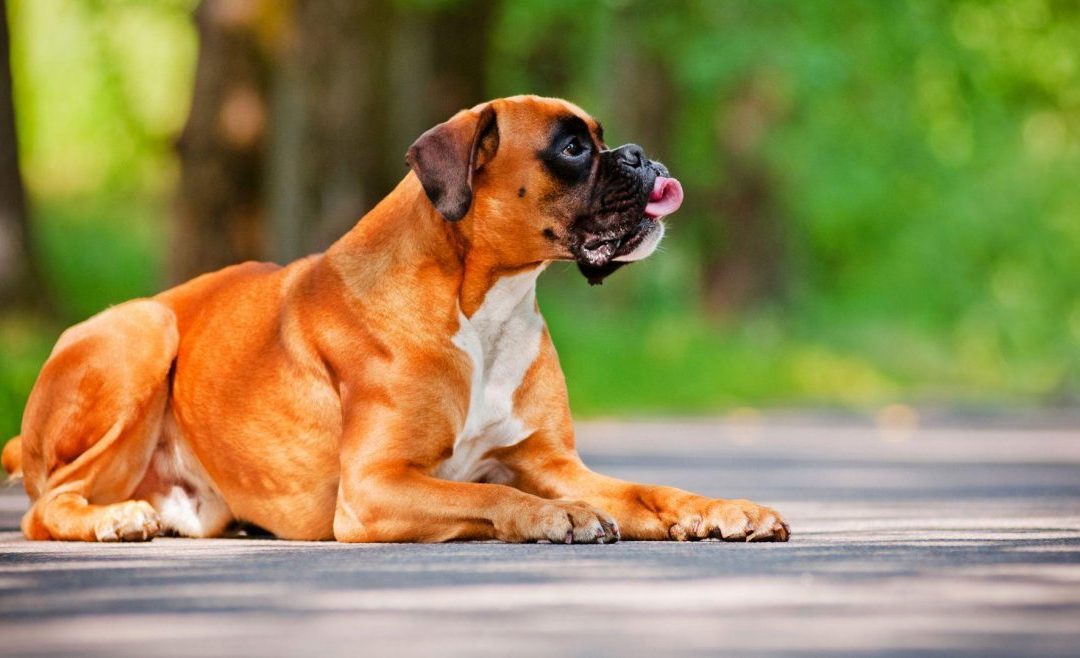 Tips for Raising a Well-Behaved Big Dog