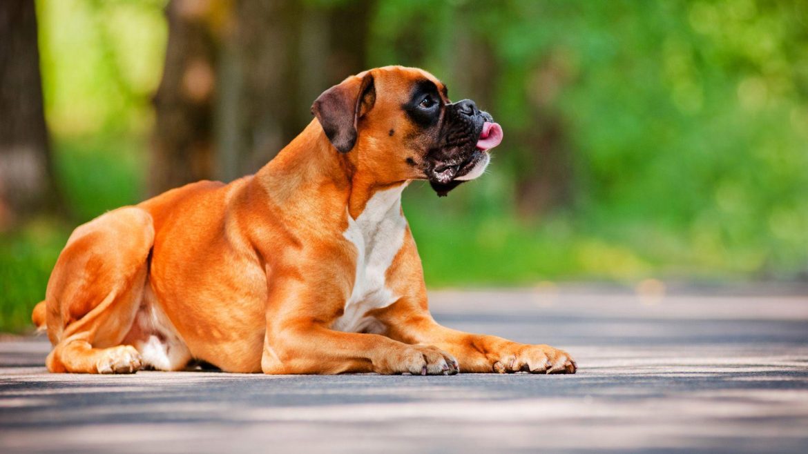 Tips for Raising a Well Behaved Big Dog