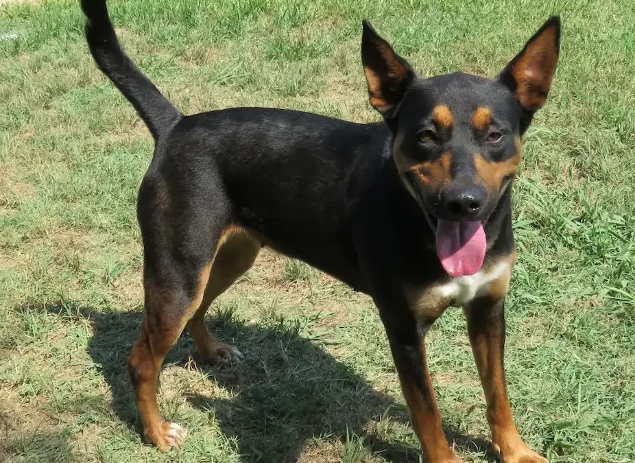 Essential Tips for Training Your Newly Adopted Dog