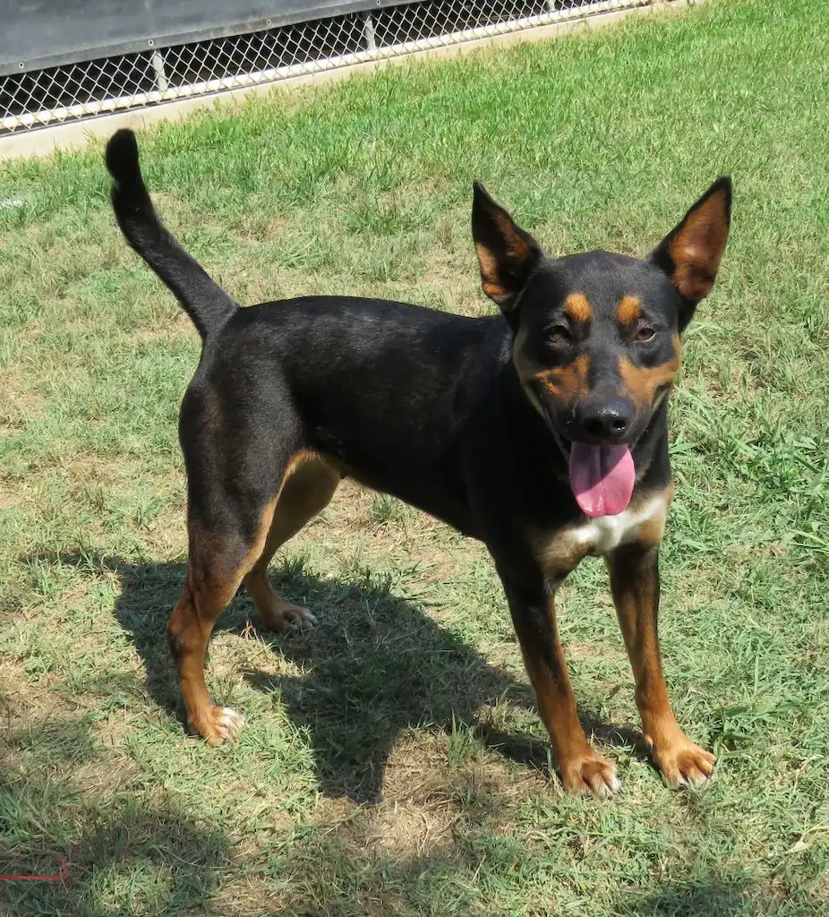 Essential Tips for Training Your Newly Adopted Dog
