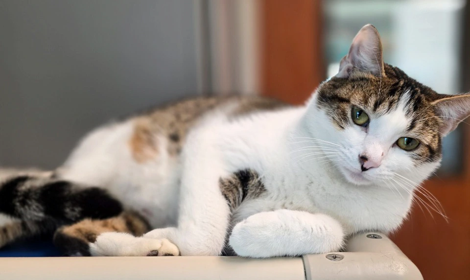 Cat Available for Adoption in Gainesville, TX