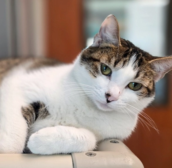 Cat Laying
