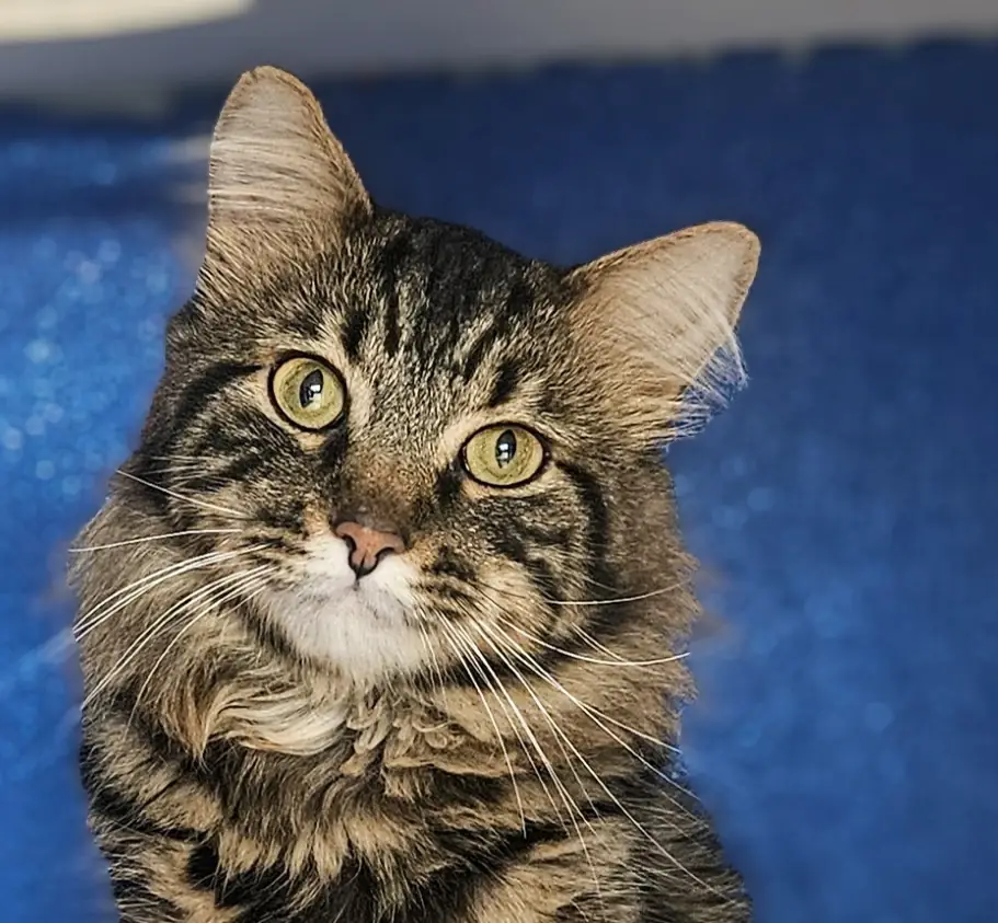 Cat at Noah's Ark Animal Shelter in Gainesville