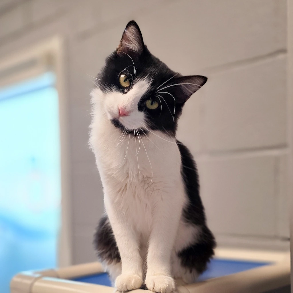 Cat at Noah's Ark Animal Shelter