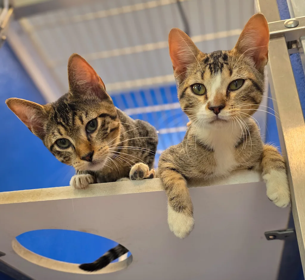 Cats at Noah's Ark Animal Shelter