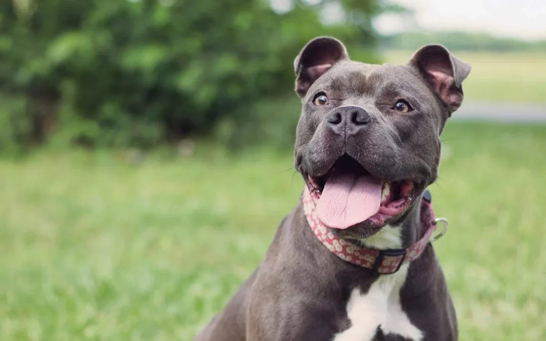 Jake: Ready to Steal Your Heart and Find His Forever Home