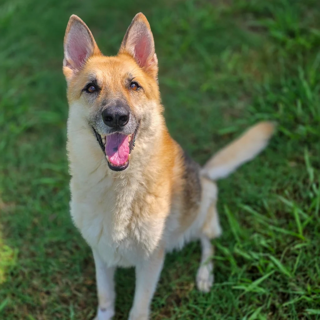 Dog Playing Outside
