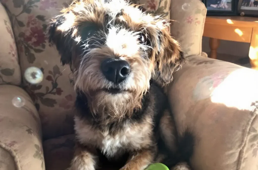 Patience is Key: Helping Your Shelter Pet Adjust to Their New Home