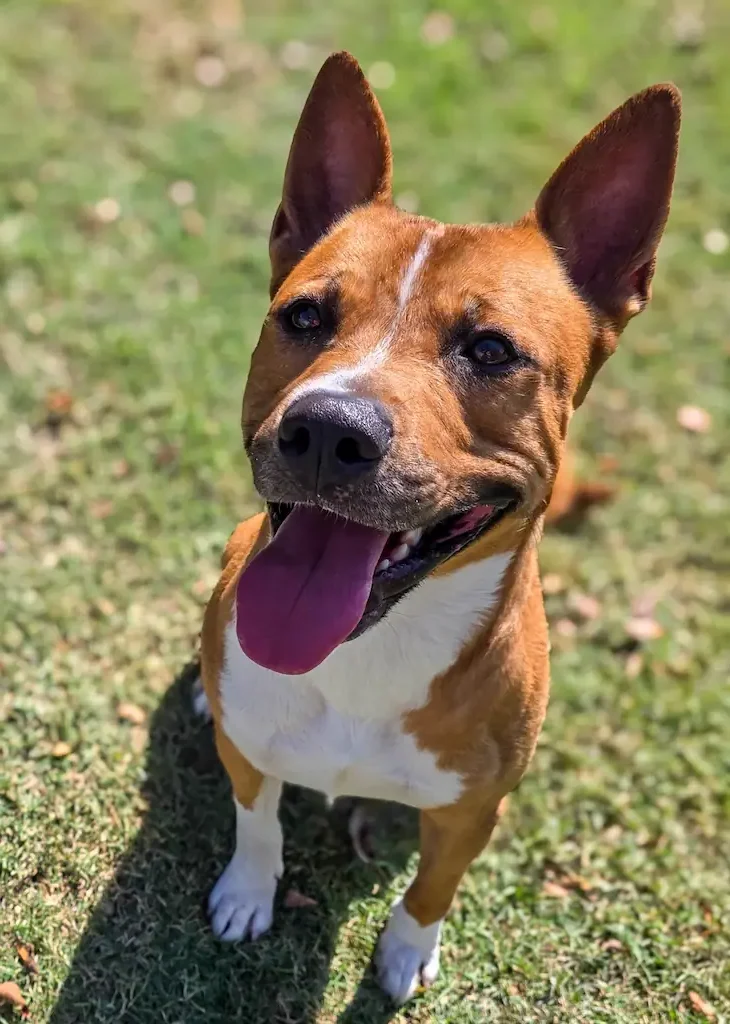 Dog at Noah's Ark Animal Shelter
