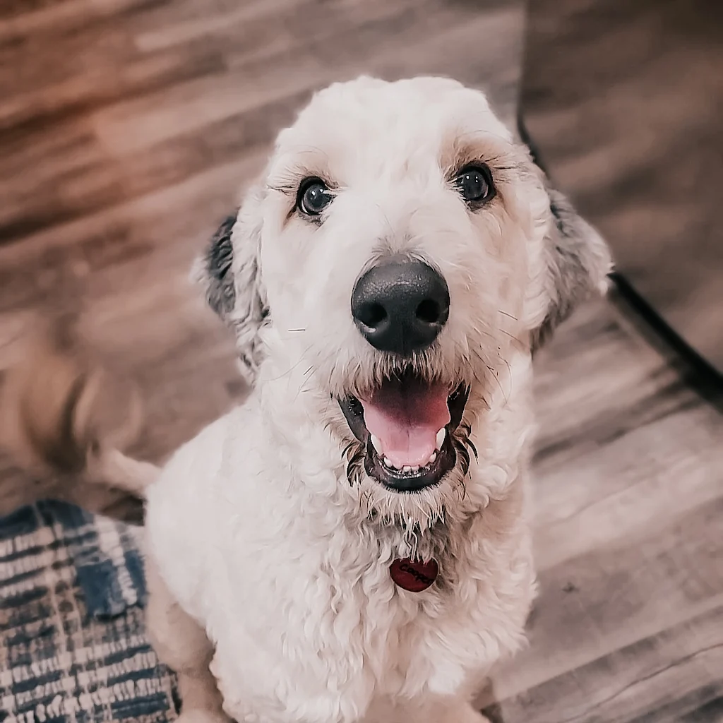 Microchipped Dog at Home