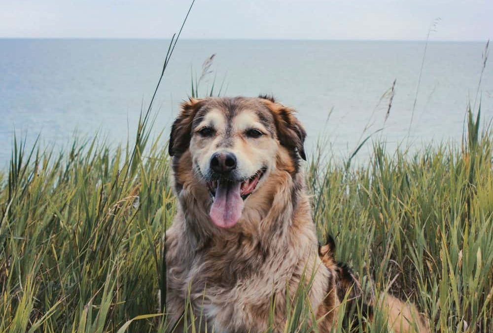 Adopting vs. Buying: Why You Should Choose an Animal Shelter for Your Next Pet