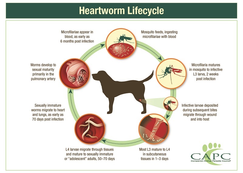 800x600-CAPC-Heartworm-Lifecycle