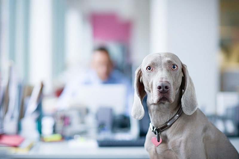 Mental Health Matters: Recognizing and Addressing Common Issues in Dogs