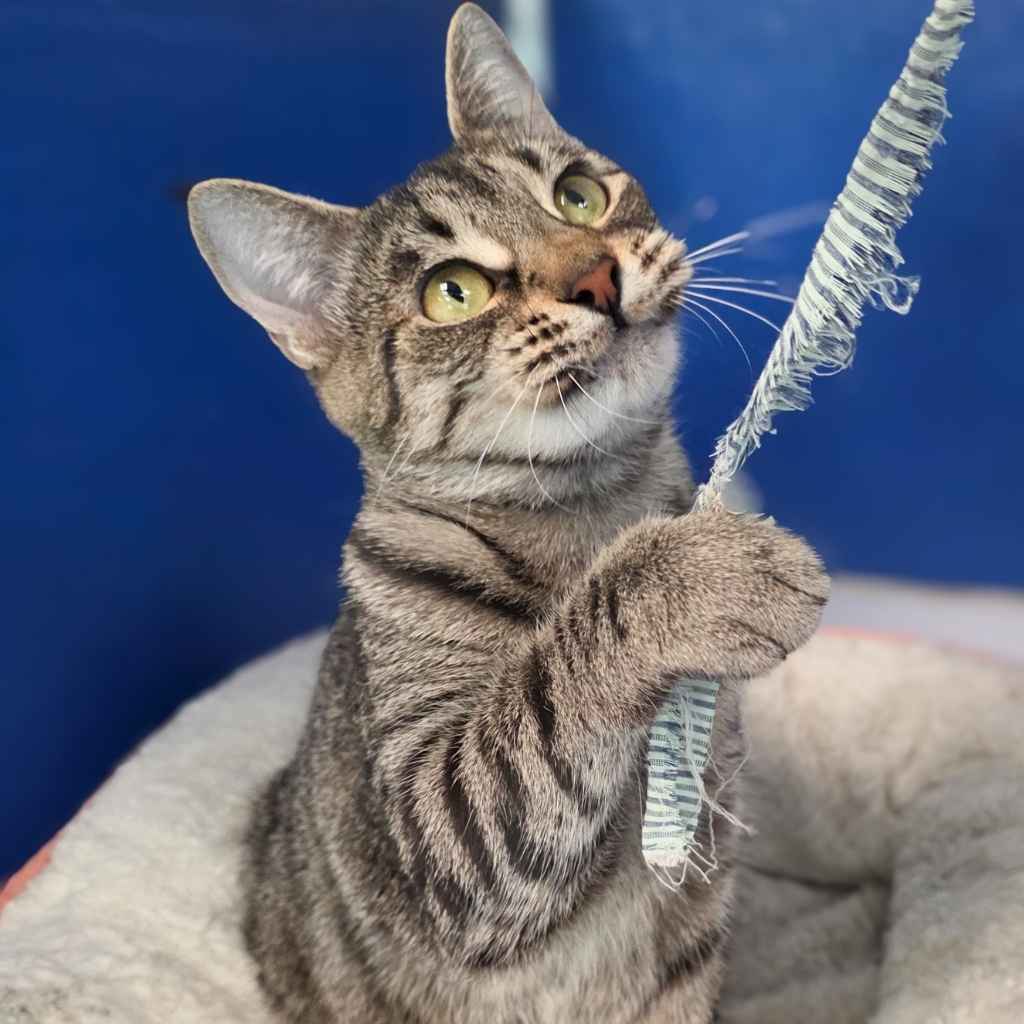 Adopt a Cat