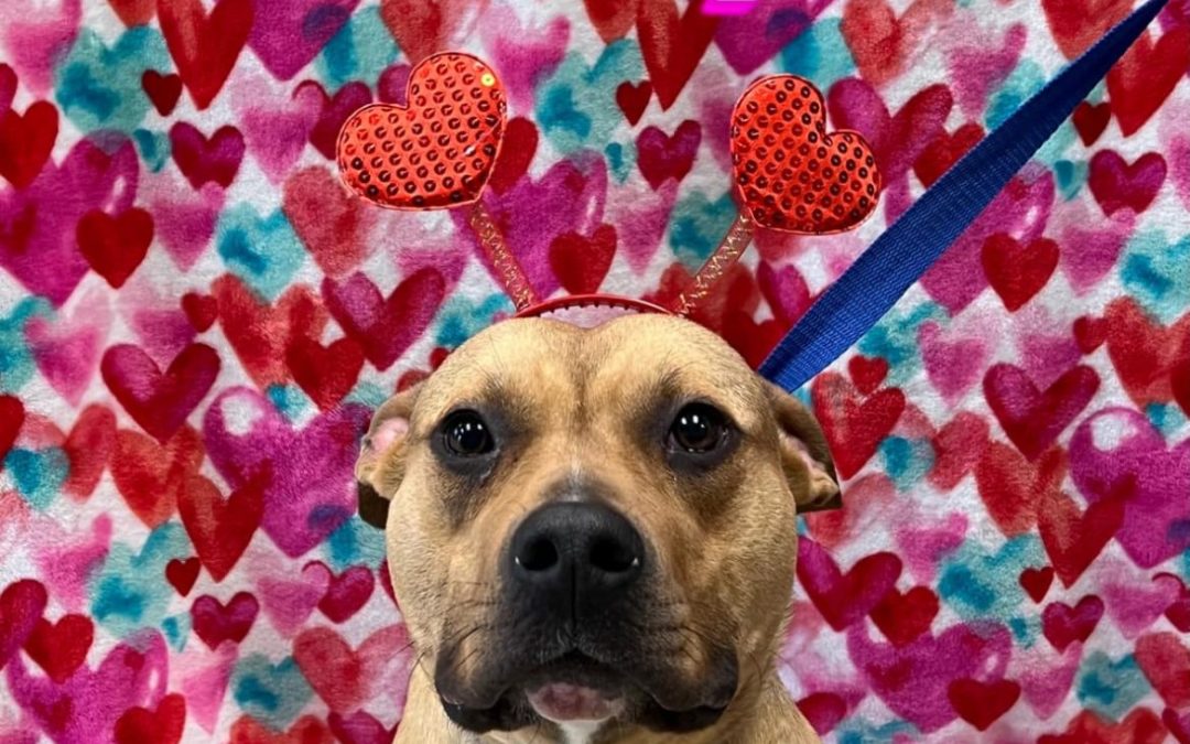 Giving Back: How Donations Help Animals in Need (1/2)