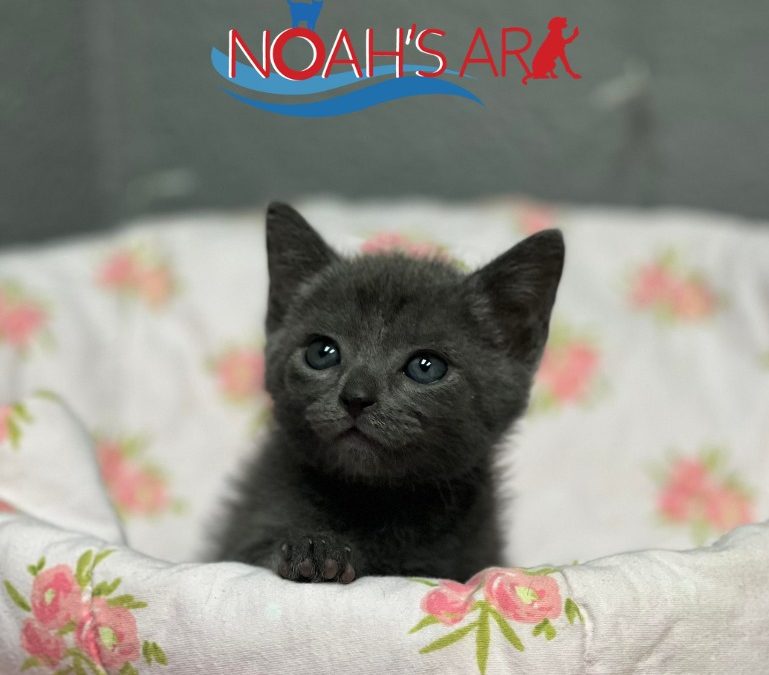 Common Health Issues in Shelter Animals