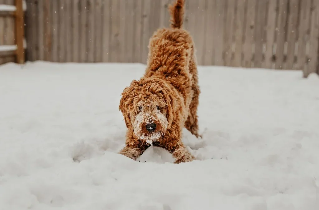Keeping Your Pets Active During Cold Weather: A Guide to Winter Exercise