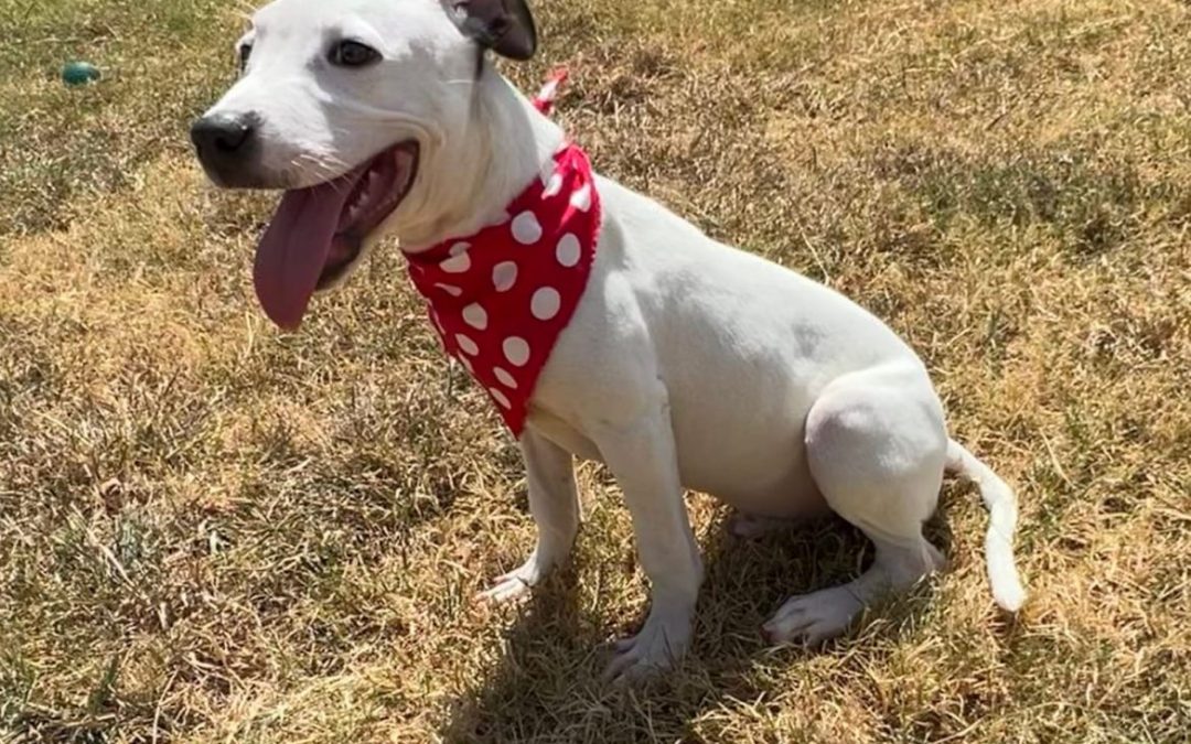 Noah’s Ark Needs You: Become a Lifesaving Volunteer