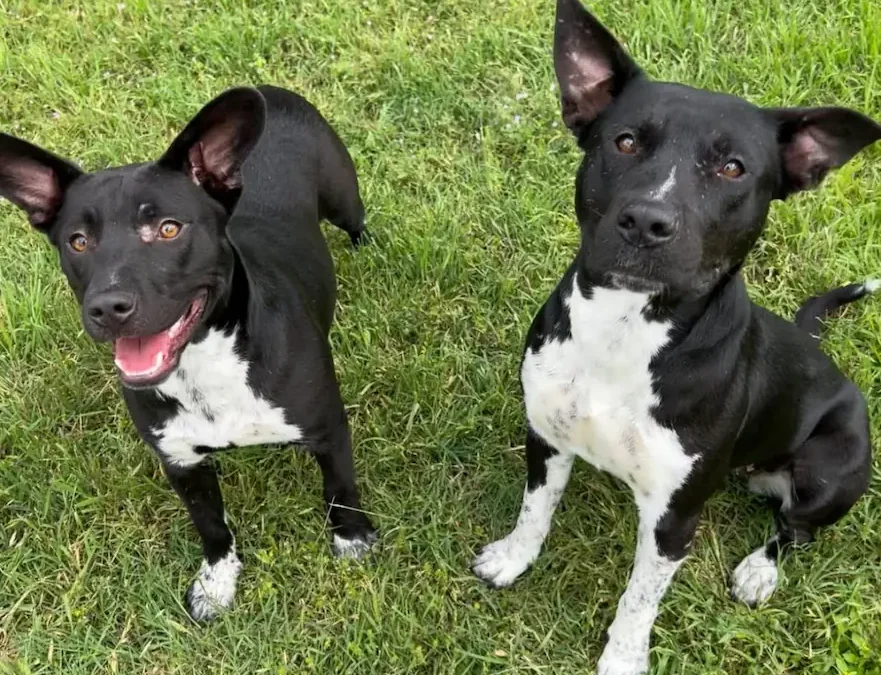 Playful Companion Awaiting Forever Love – Pets for adoption