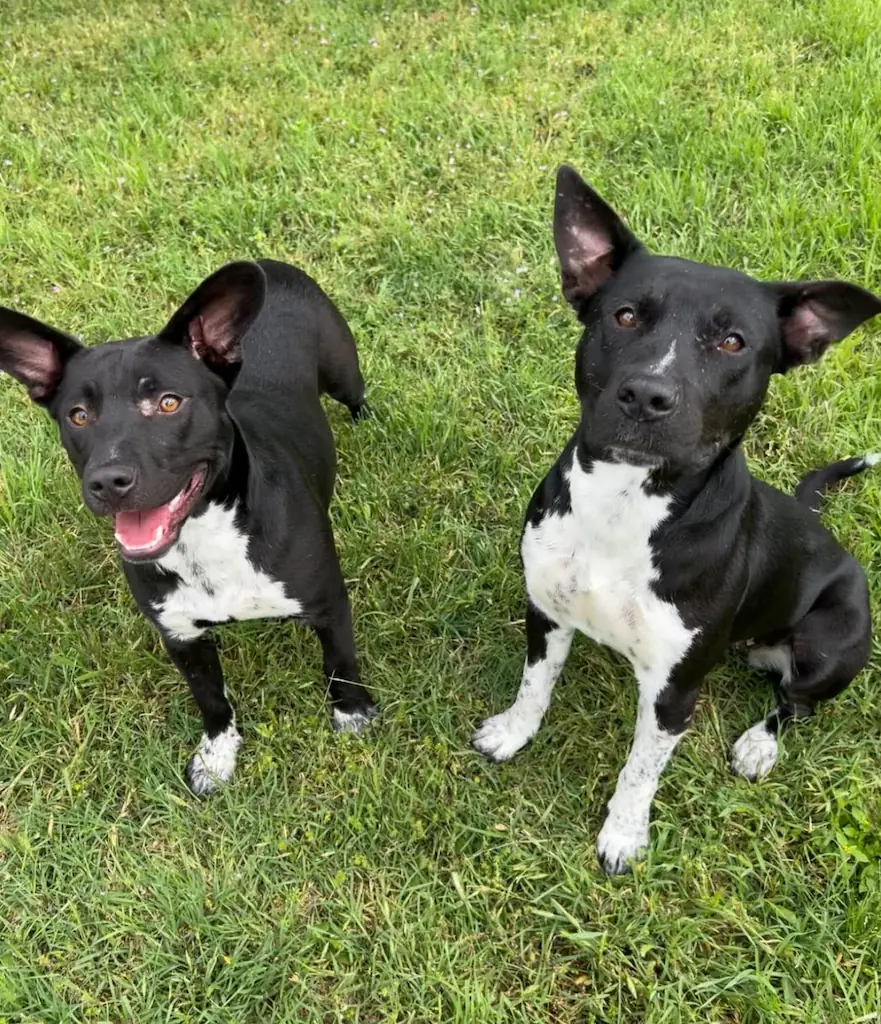 Dogs Playing