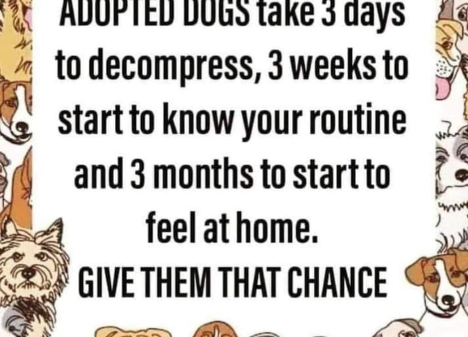 Why You Should Never Judge Dogs Solely on Their Shelter Behavior