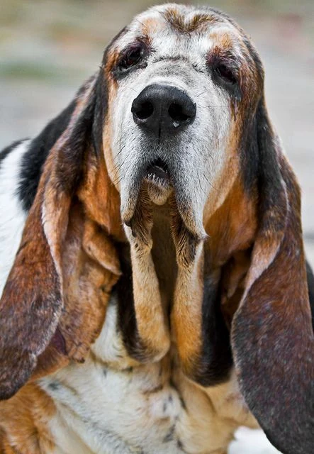 The Benefits of Adopting a Senior Pet: Finding Love in Older Companions