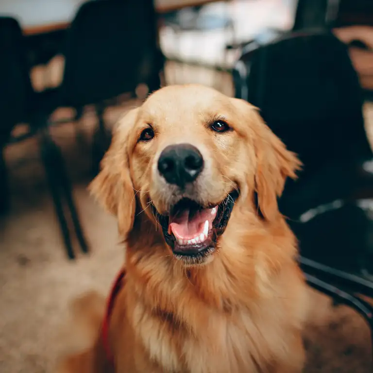 Golden Retriever Smiling