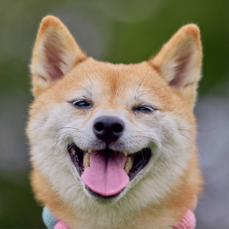 Shelter dog looking for a home