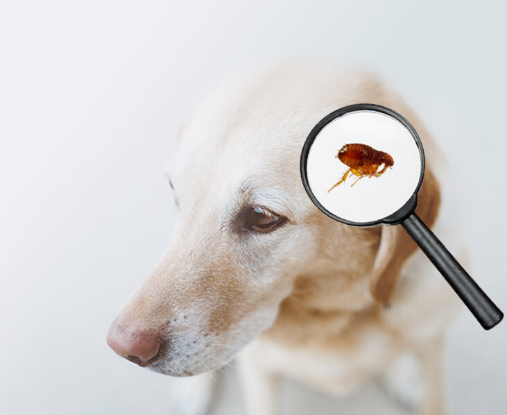 Preparing Your Pet for Spring: A Guide to Seasonal Care