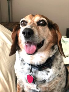 Puppy Dog Eyes Contest