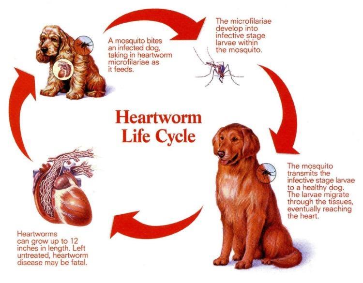 The heartworm life cycle