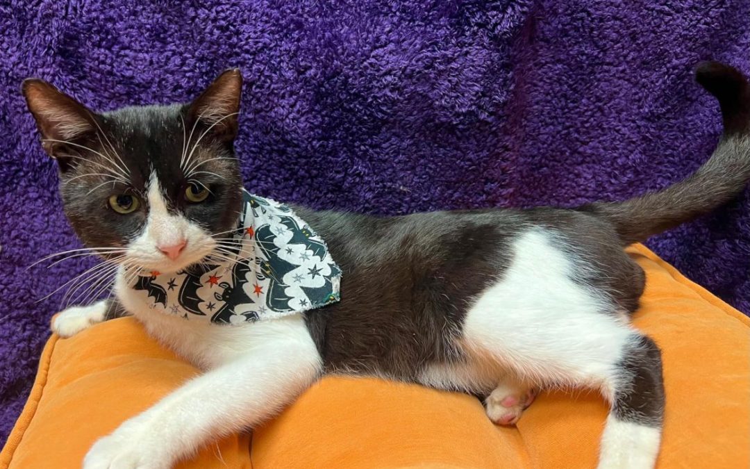 Understanding Feline Health: Nemo’s Journey to Recovery