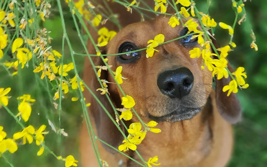 Preparing Your Pet for Springtime Allergies: Tips for Managing Seasonal Sensitivities