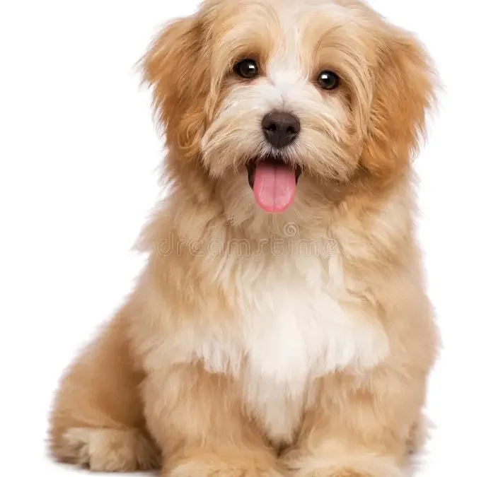 Raising a Well-behaved big Pup: tips and tools for success by Dr Shelley