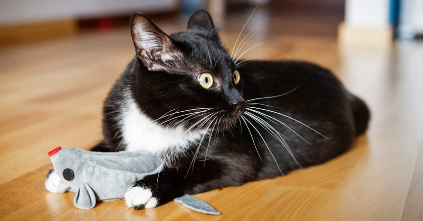 DIY Gifts for Shelter Pets: Spreading Cheer and Creativity
