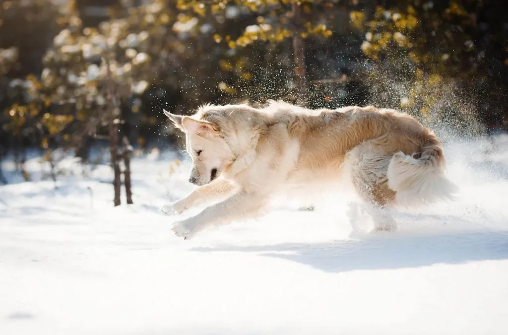 Winter Care Tips for Pets: Navigating the Cold Season