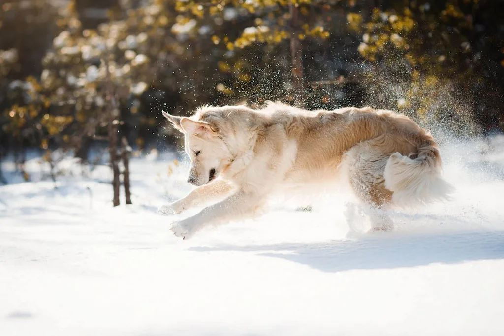 dog playing in snow