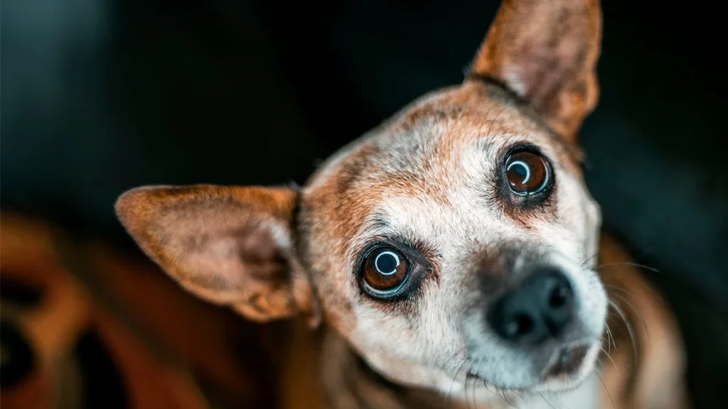 Capturing Memories: Pet Photography Tips for Pet Owners