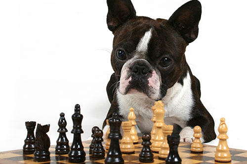 5 Ways to Keep Your Dog Mentally Stimulated